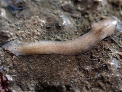 Girardia tigrina