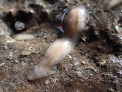 Girardia tigrina