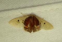 Idaea rosinaria
