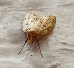 Lepidoptera