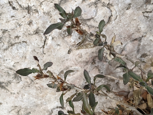 Image of Ruellia parryi by (c) Alison Northup, some rights reserved (CC BY)