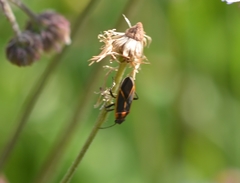 Ochrimnus lineoloides