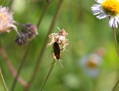 Ochrimnus lineoloides