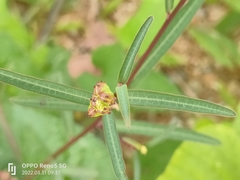 Microstachys chamaelea