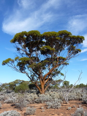 Eucalyptus salubris