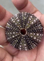 Strongylocentrotidae