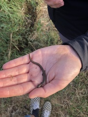 Batrachoseps gregarius