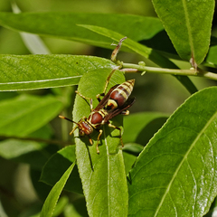 Polistes exclamans