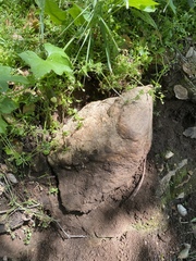 Anadenulus cockerelli