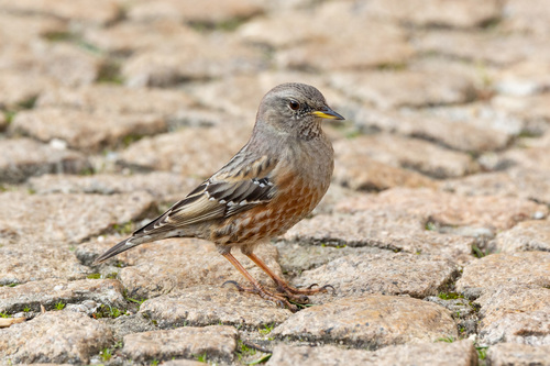 Alpine Accentor