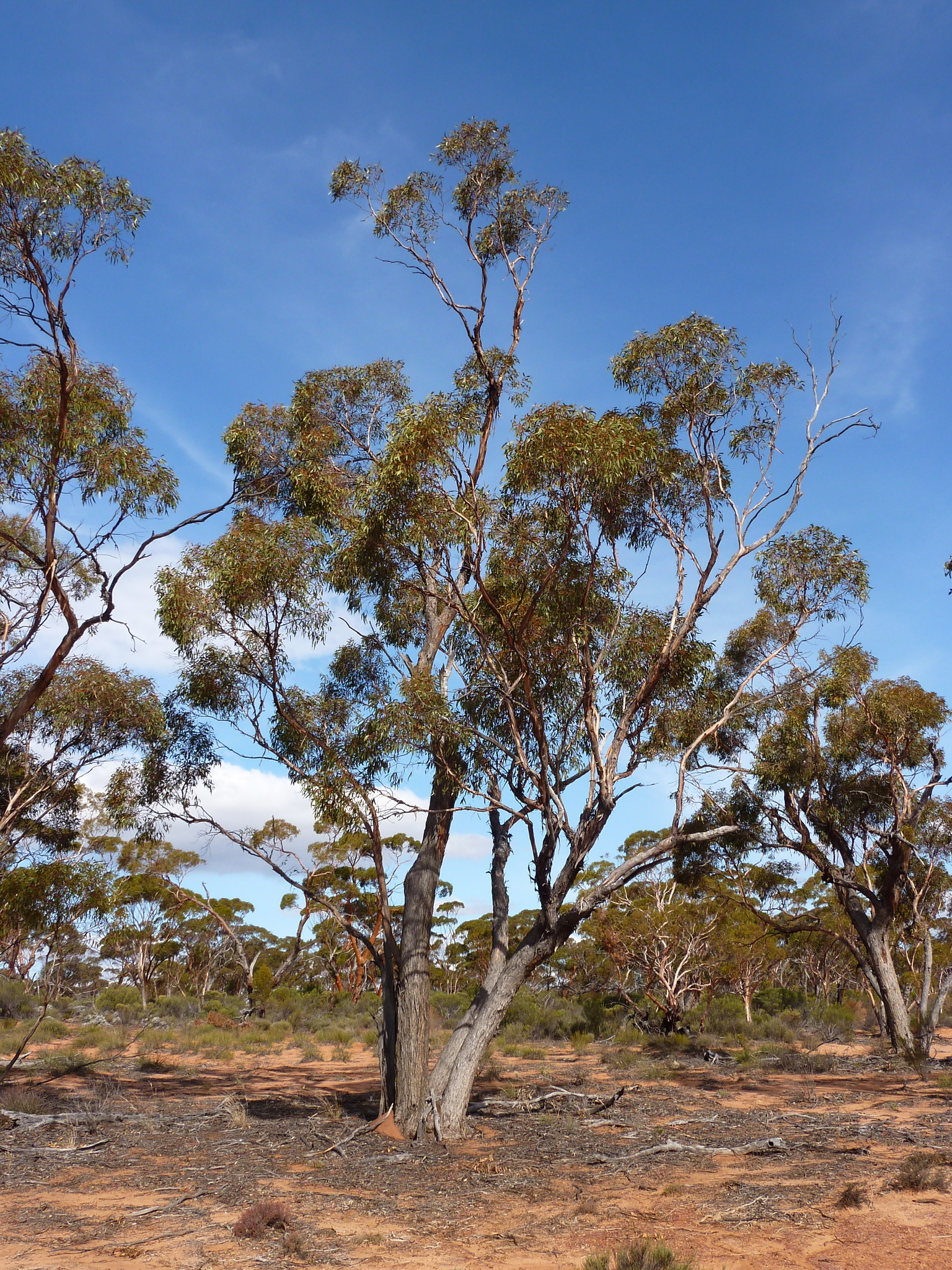 Eucalyptus platycorys