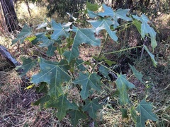 Brachychiton australis