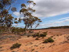 Eucalyptus platycorys