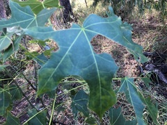 Brachychiton australis