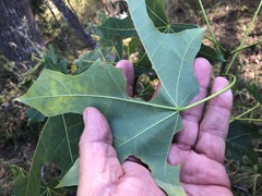 Brachychiton australis