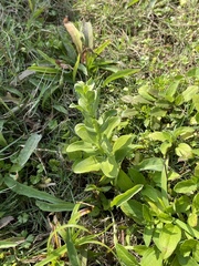 Centaurium japonicum