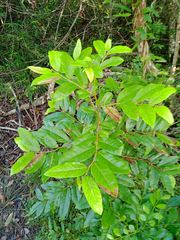 Glochidion billardierei