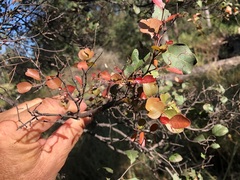 Cadellia pentastylis