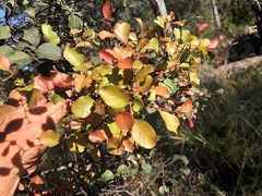 Cadellia pentastylis