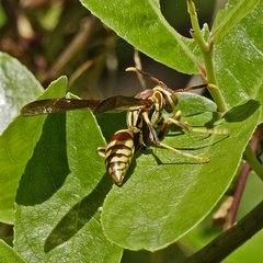 Polistes exclamans