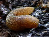 Yellow Cellar Slug - Photo (c) Richard Hasegawa, some rights reserved (CC BY-NC), uploaded by Richard Hasegawa