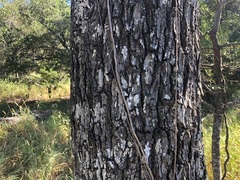 Cadellia pentastylis