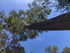 Cadellia pentastylis