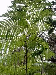 Cibotium glaucum