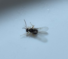 Dryocosmus quercuslaurifoliae