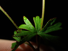 Geranium neglectum