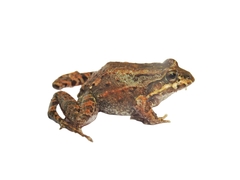 Leptodactylus labrosus