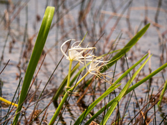 Hymenocallis palmeri