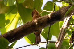 Rhytipterna holerythra