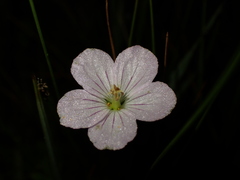 Geranium neglectum