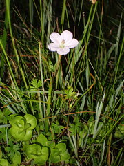 Geranium neglectum