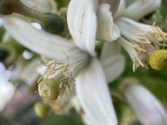 Citrus × pyriformis