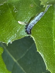 Phryganidia californica