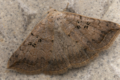 Blasticorhinus