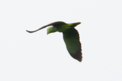 Amazona autumnalis