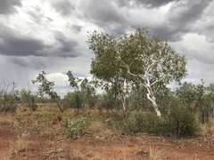 Corymbia flavescens
