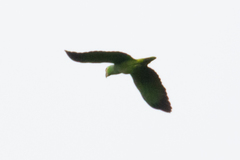 Amazona autumnalis