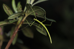 Huananphasma amicum
