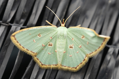 Comostola meritaria