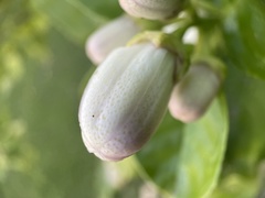 Citrus × pyriformis