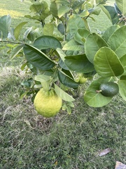 Citrus × pyriformis