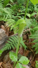 Arisaema triphyllum