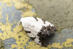 Casminola johannstumpfi