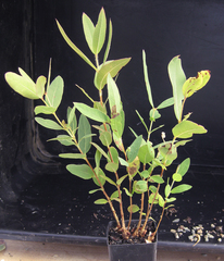 Corymbia bella