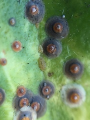 Chrysomphalus pinnulifer