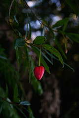 Crinodendron hookerianum